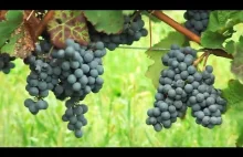 Jak zbierać winogrona i robić wino...