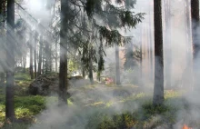 Katastrofalna sytuacja w lasach. 5 osób rannych, 2 nie żyją