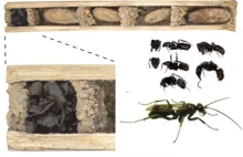 Osa, która zatyka wejście do gniazda martwymi mrówkami