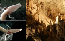 W słoweńskiej jaskini wyklują się "smocze dzieci"