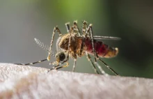 Komary w USA roznoszą wirus Zika. Odnotowano pierwsze zakażenia