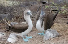 Ciekawa galeria przedstawiająca ptaki żyjące na Galapagos.