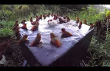 Kolibry urządziły sobie imprezę na basenie