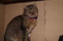 Bibutka - roczna koteczka szuka domu
