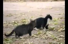 Pies psuje walkę kotom.
