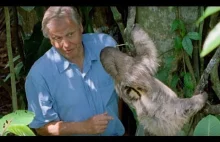 David Attenborough o wegetarianach :)