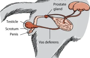 Kolczasty penis kota