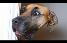 Funny Great Dane Compilation