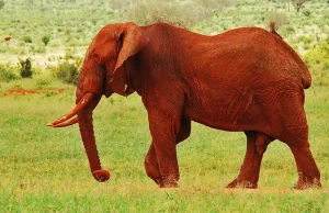 Kenijskie czerwone słonie.