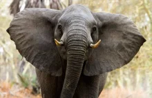 Skomplikowana mowa ciała słoni