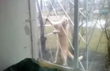 Sprawny rosyjski kot chodzi po kratach okiennych