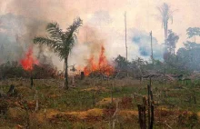 Wycinanie lasów tropikalnych