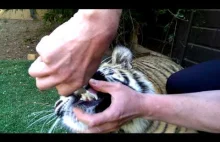 Tigers reaction after tooth got pulled !