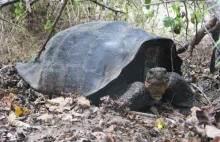 Żółwie giganty z Galapagos: miały wymrzeć dawno temu, okazało się że żyją