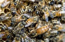 "Pszczoły w Polsce mają się dobrze" Rodzin pszczelich jest coraz więcej!