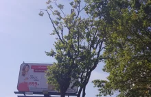 Zielona Góra. Dąb zasłaniał billboard, więc przycięli mu koronę.