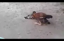 best myna bird vs cock, rooster fight in the world,latest crazy bird fight...