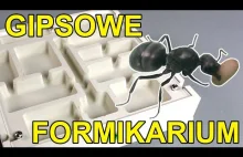 Jak zrobić gipsowe formikarium dla mrówek? Hodowla mrówek w domu