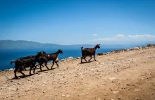 Zakynthos – wyspa kóz i błękitnych grot