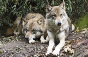 Po odstrzale dzików Niemcy będą strzelać do wilków?