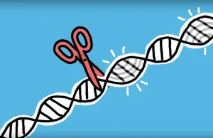 Metoda CRISPR/Cas9 staje się efektywniejsza dzięki Microsoftowi