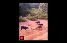 Kobra królewska vs 5 psów