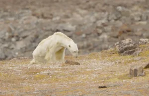 "Posunęliśmy się za daleko" oświadcza National Geographic