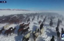 Setki koni galopujących po zaśnieżonych łąkach...