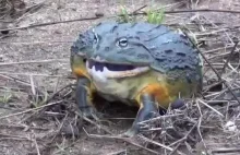 Nie drażnij żaby