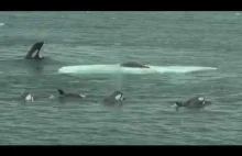 Inteligentne orki polujące na fokę na lodzie