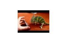 Jak zareaguje kameleon na widok iPhona?