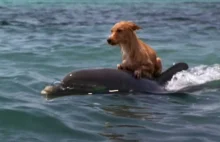 Pies wpadł do kanału i zaczął się topić. Na ratunek... przypłynęły delfiny.
