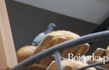Skandal! W nowotarskiej piekarni gołębie siadają na chlebie