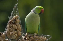 Egzotyczna papuga wypiera dudka