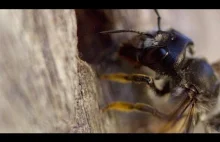 Wiesz jaka jest róznica między pszczołą i osą?