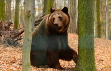 Uwaga, niedźwiedź w Beskidach: W rejonie Magurki turyści powinni uważać na...