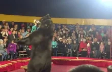 Niedźwiedź atakuje swojego trenera w cyrku