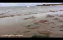Inwazja meduz na plaży w Świnoujściu.