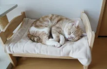 Japończycy używają łóżeczek dla lalek z Ikei jako legowisk dla kotów