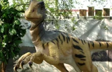 Dinolandia, czyli dinozaury na wyciągnięcie ręki [zdjęcia] - Wieści - MM...