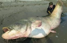 CATFISH SILURO GUINNESS WORLD RECORD SPINNING 280 POUND X 2,67 MTS by DINO...