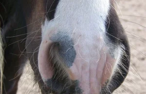 Konie z wąsami