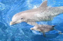 Ciężarne delfiny "śpiewają" swoim młodym, nadają im wtedy imiona