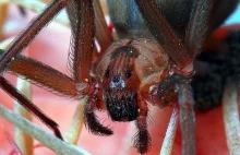 10 najbardziej jadowitych pająków na świecie