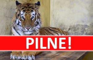 Uwaga! Rosjanie chcą odzyskać tygrysy uratowane z transportu śmierci!