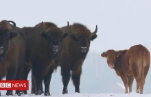 Mućka z Białowieży trafiła do BBC