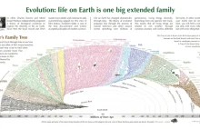 Ewolucja: Życie na ziemi jako jedna wielka rodzina (schemat)