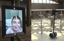 W poznańskim zoo jest robot, który umożliwia zwiedzanie dzieciom ze szpitala