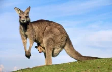 Tajemnica kangurzych adopcji