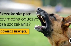 Czy można oduczyć psa szczekania?